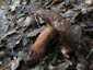 Céklatinóru (Neoboletus xanthopus), Budai-hegység